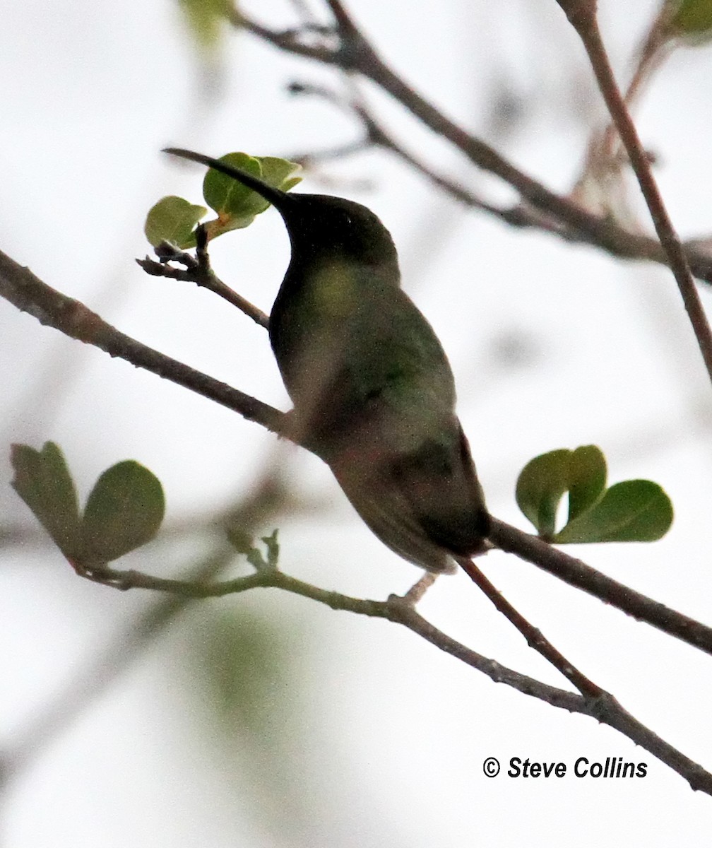 Puerto-Rico-Mangokolibri - ML560465711