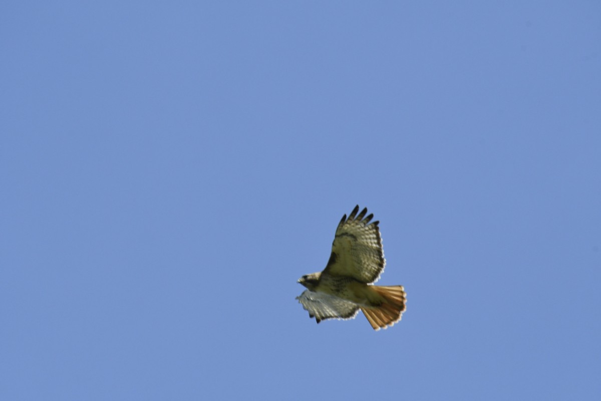 Red-tailed Hawk - ML560466011