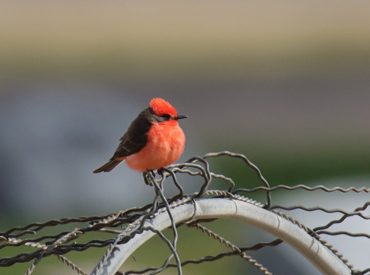 Vermilion Flycatcher - ML560466651