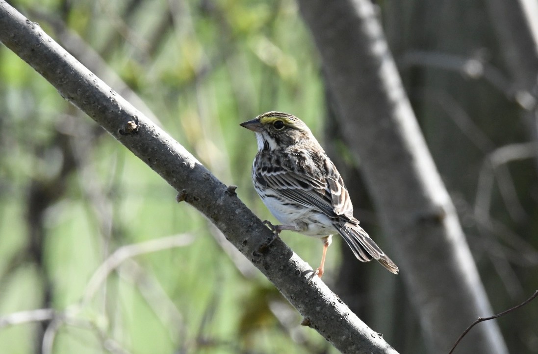 Savannah Sparrow - ML560467291