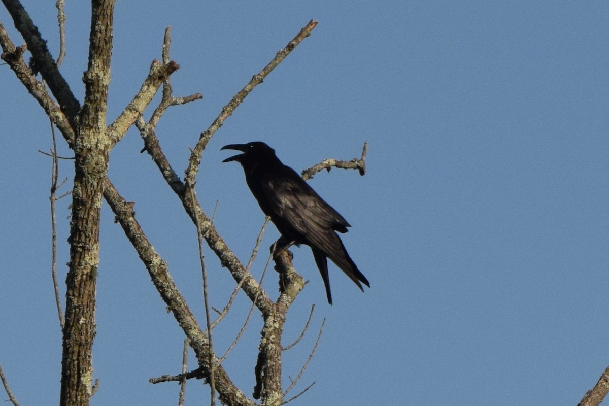 Common Raven - ML560467821