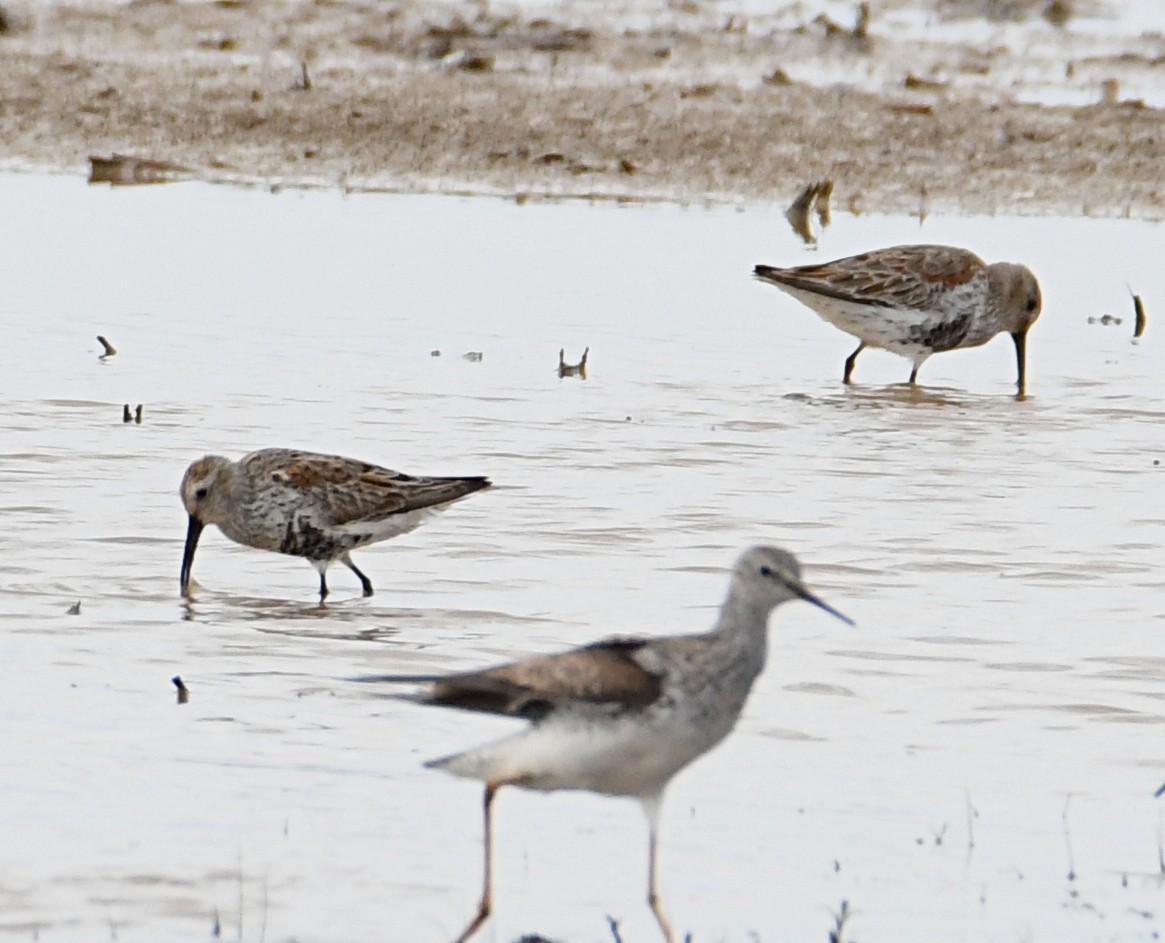 Dunlin - ML560467861