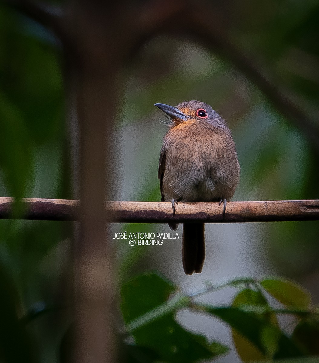 Fulvous-chinned Nunlet - José Antonio Padilla Reyes