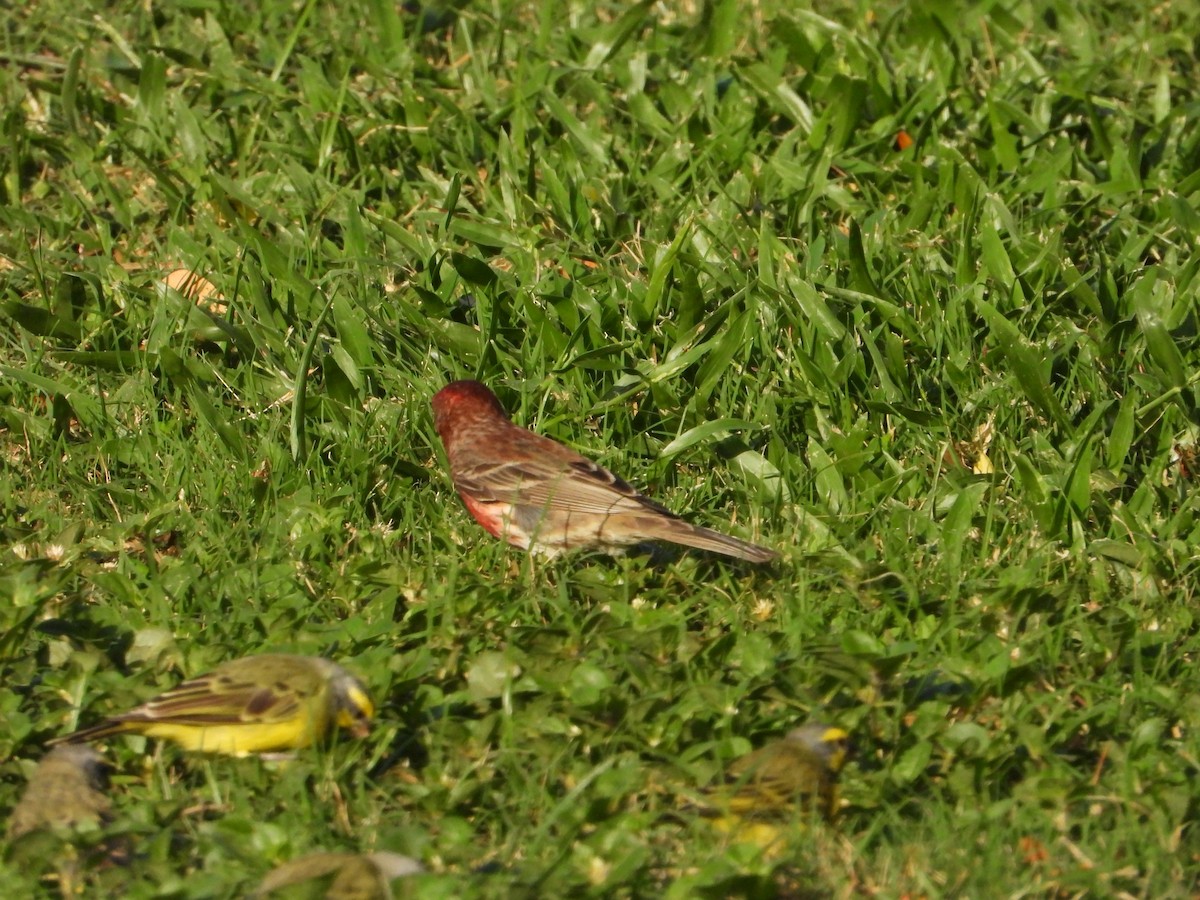 House Finch - ML560468261