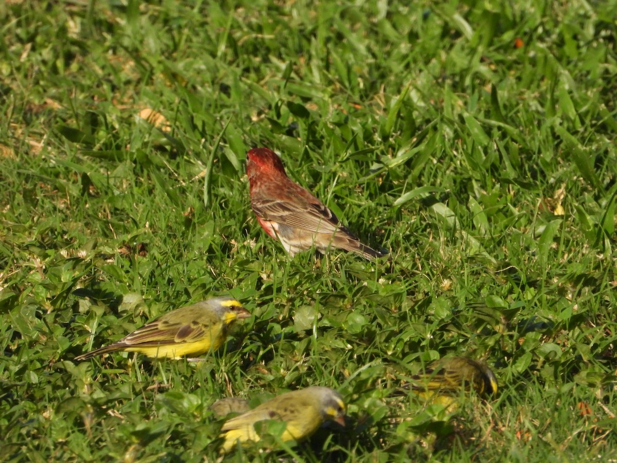 House Finch - ML560468291