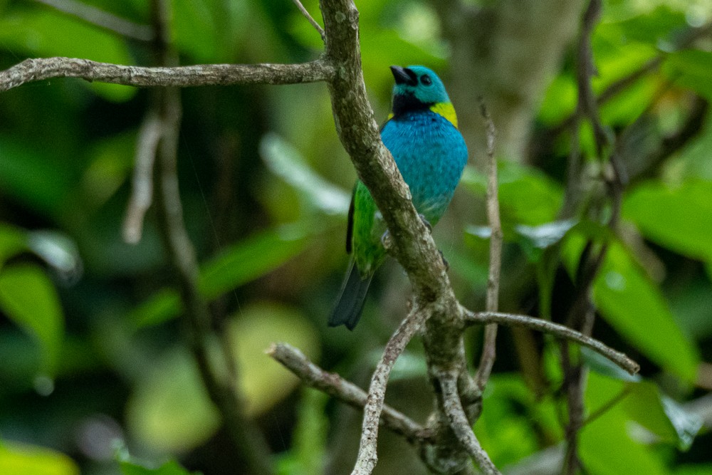 Green-headed Tanager - Vitor Rolf Laubé