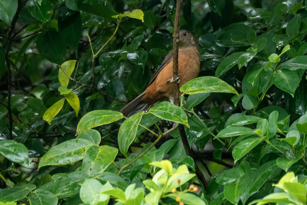 Brazilian Tanager - ML560469391