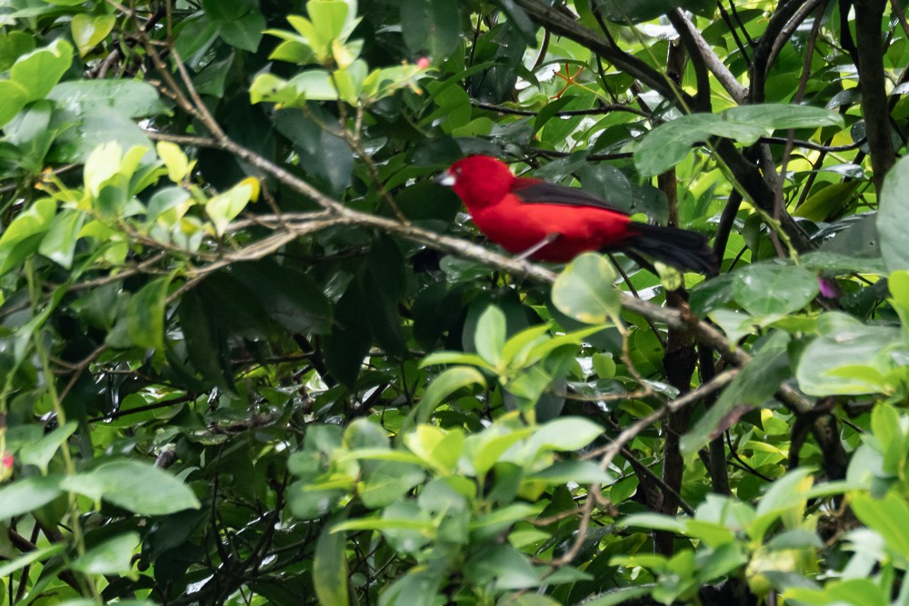 Brazilian Tanager - ML560469401