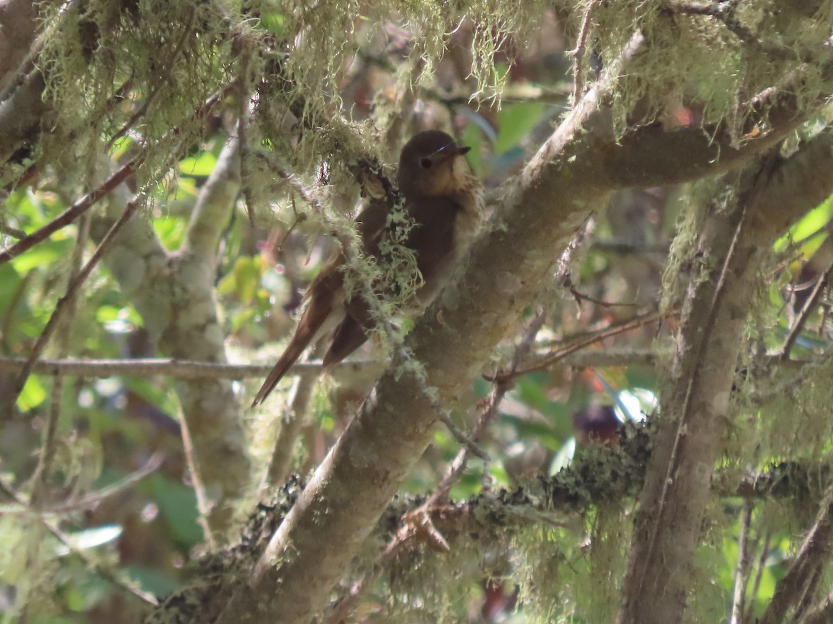 Swainson's Thrush - ML560470841