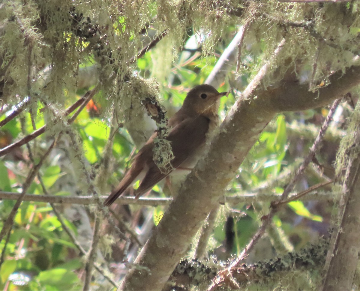 Swainson's Thrush - ML560470941