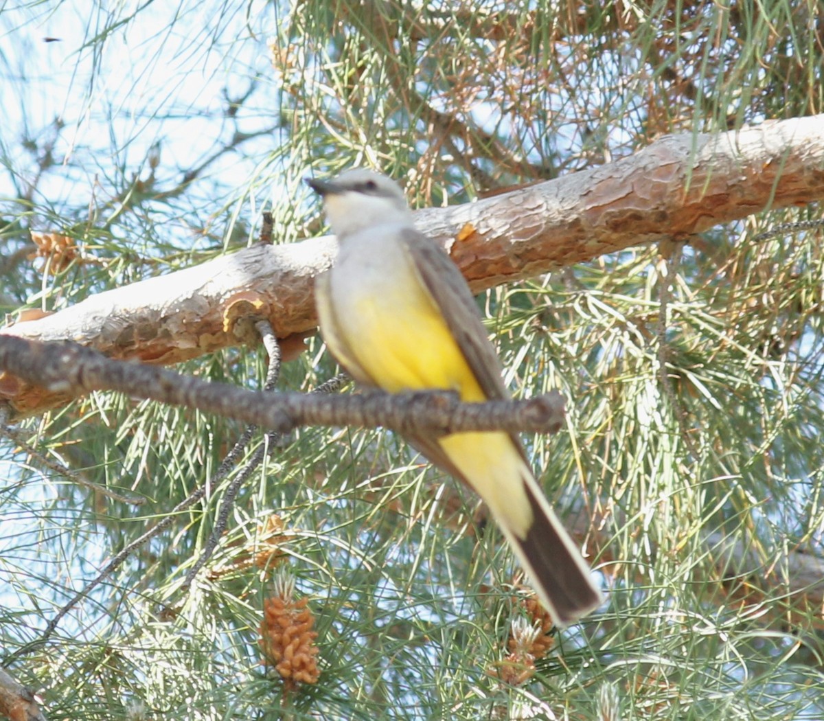 Western Kingbird - ML560472381