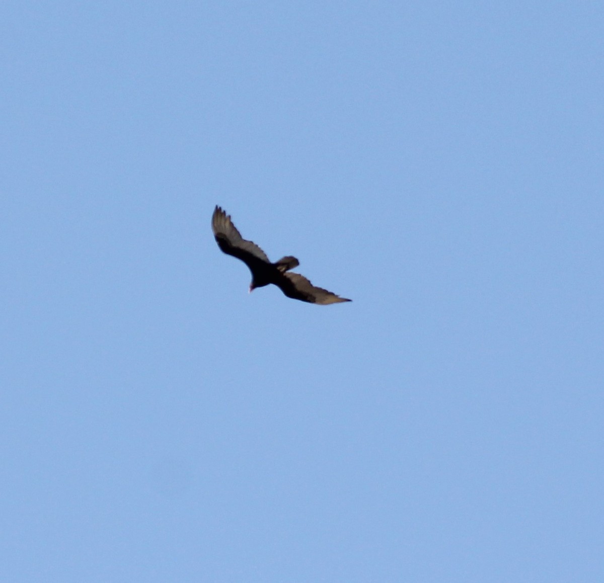 Turkey Vulture - ML560472821