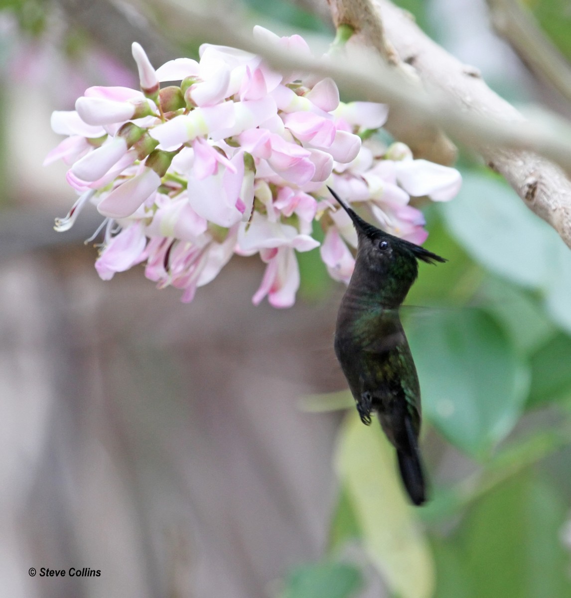 Antillean Crested Hummingbird - ML560473371