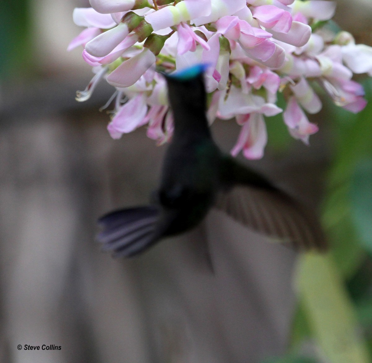 Antillean Crested Hummingbird - ML560473381