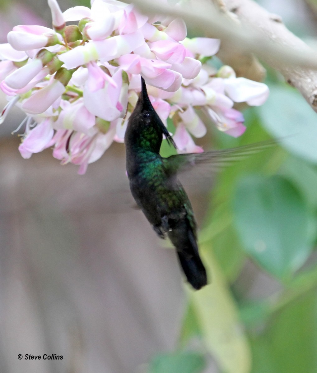 Antillean Crested Hummingbird - ML560473391
