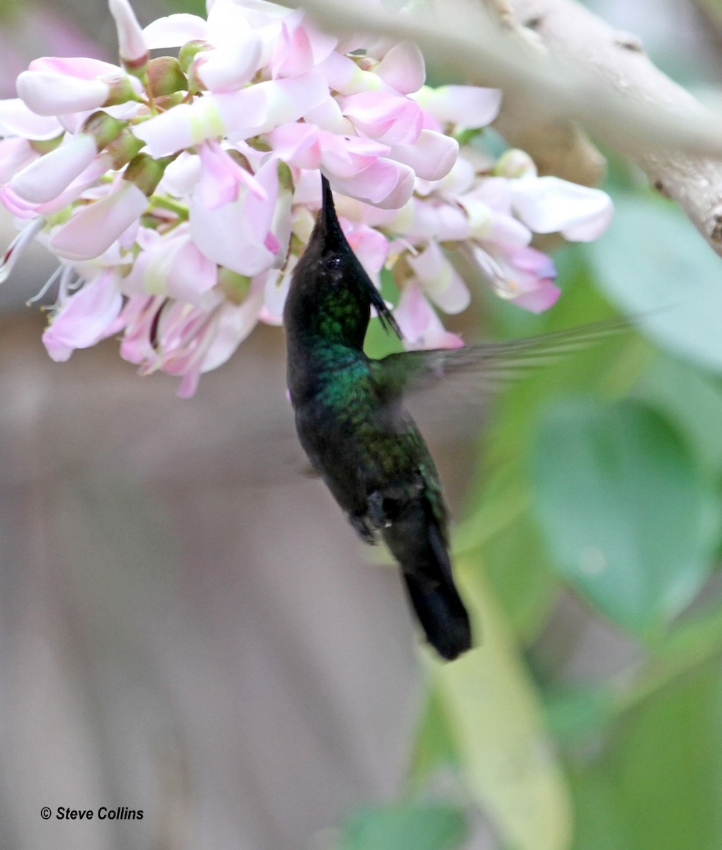 Colibrí Crestado - ML560473391