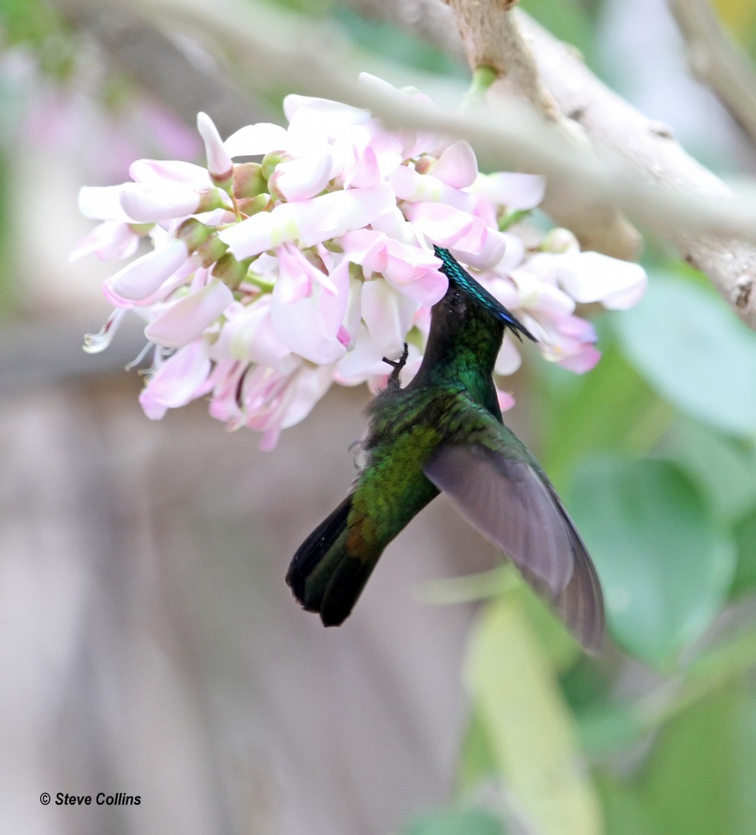 Antillean Crested Hummingbird - Steve Collins