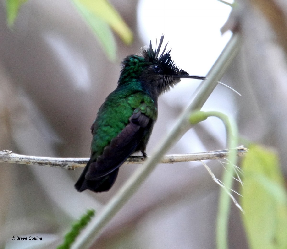 Antillean Crested Hummingbird - ML560473411