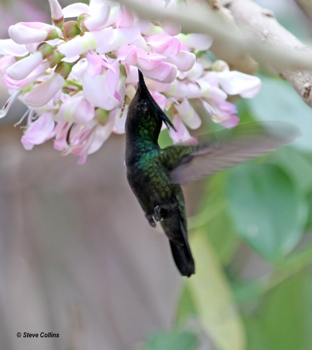 Antillean Crested Hummingbird - ML560473431