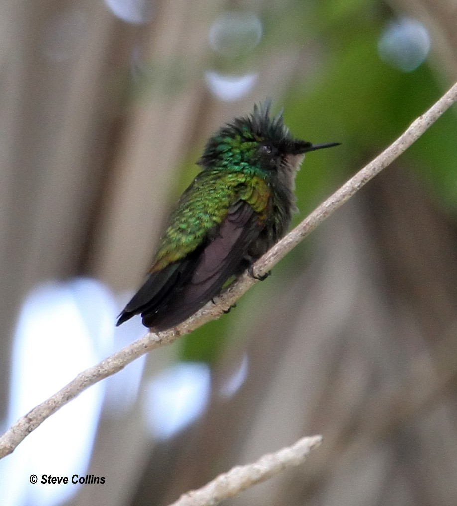 Antillean Crested Hummingbird - ML560473691