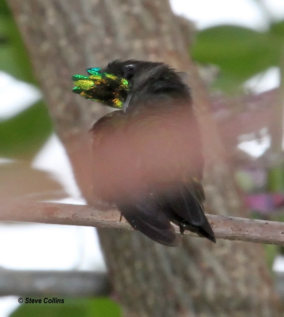 Antillean Crested Hummingbird - ML560473701