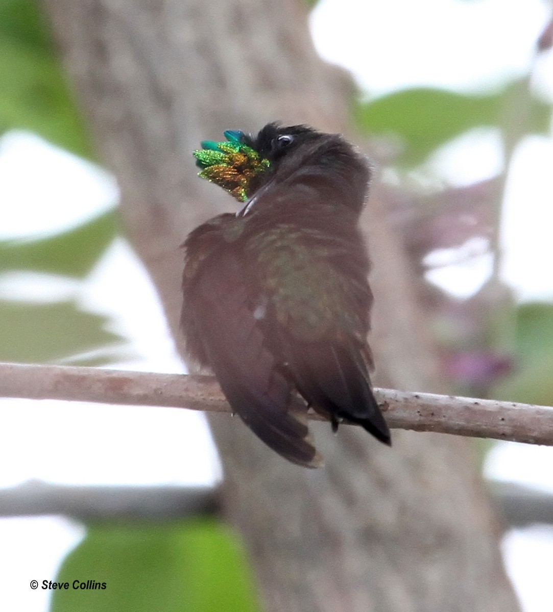 Colibrí Crestado - ML560473711