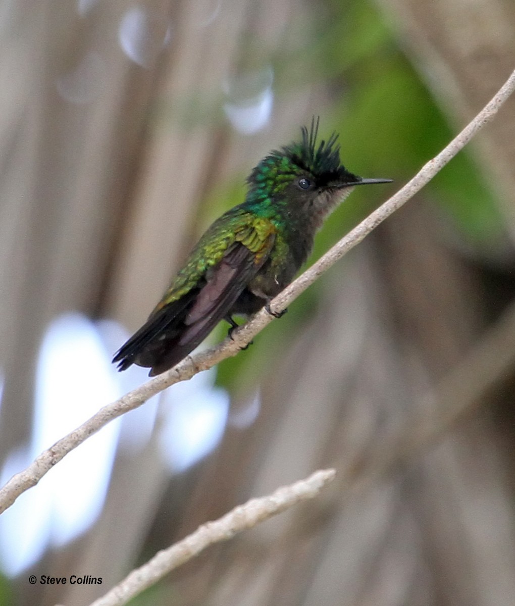 Antillean Crested Hummingbird - Steve Collins