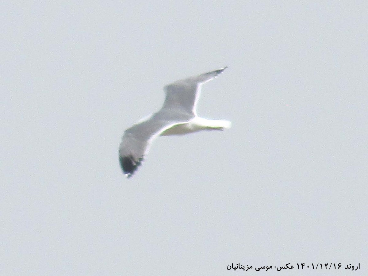 Armenian Gull - ML560473791