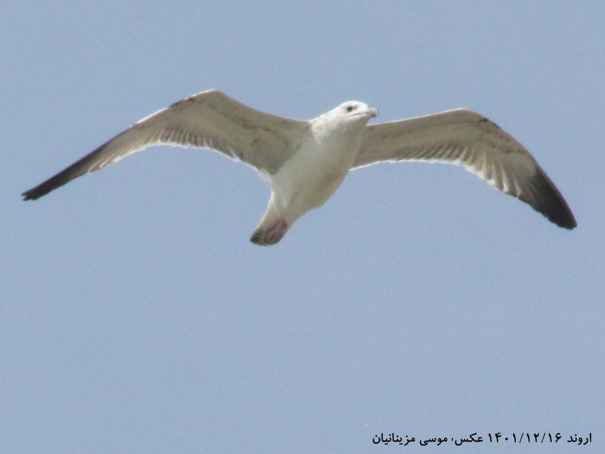 Common Gull - ML560474041