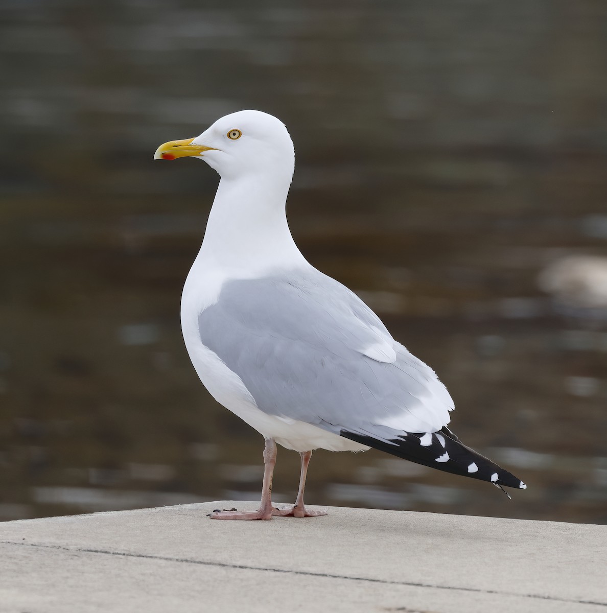 Herring Gull (American) - ML560475671