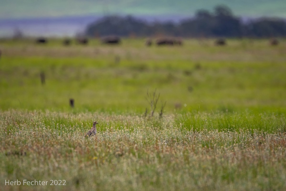 Spotted Thick-knee - ML560476601