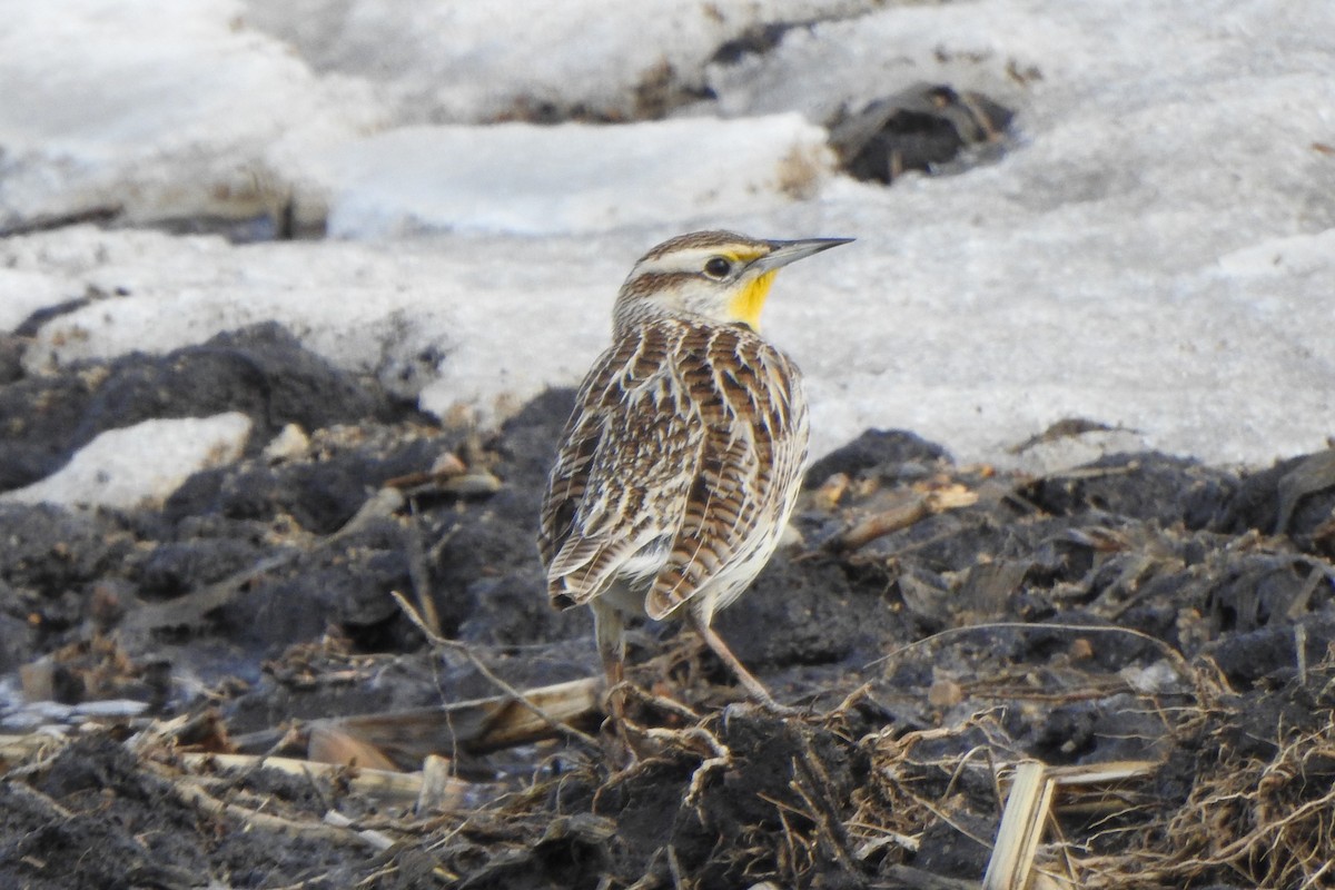 Western Meadowlark - ML560477301