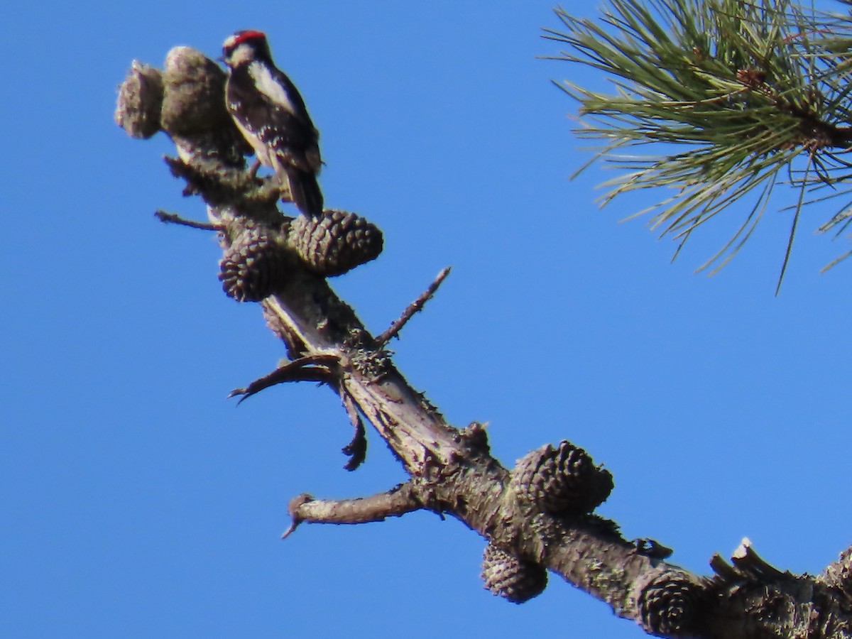 Downy Woodpecker - ML560477401