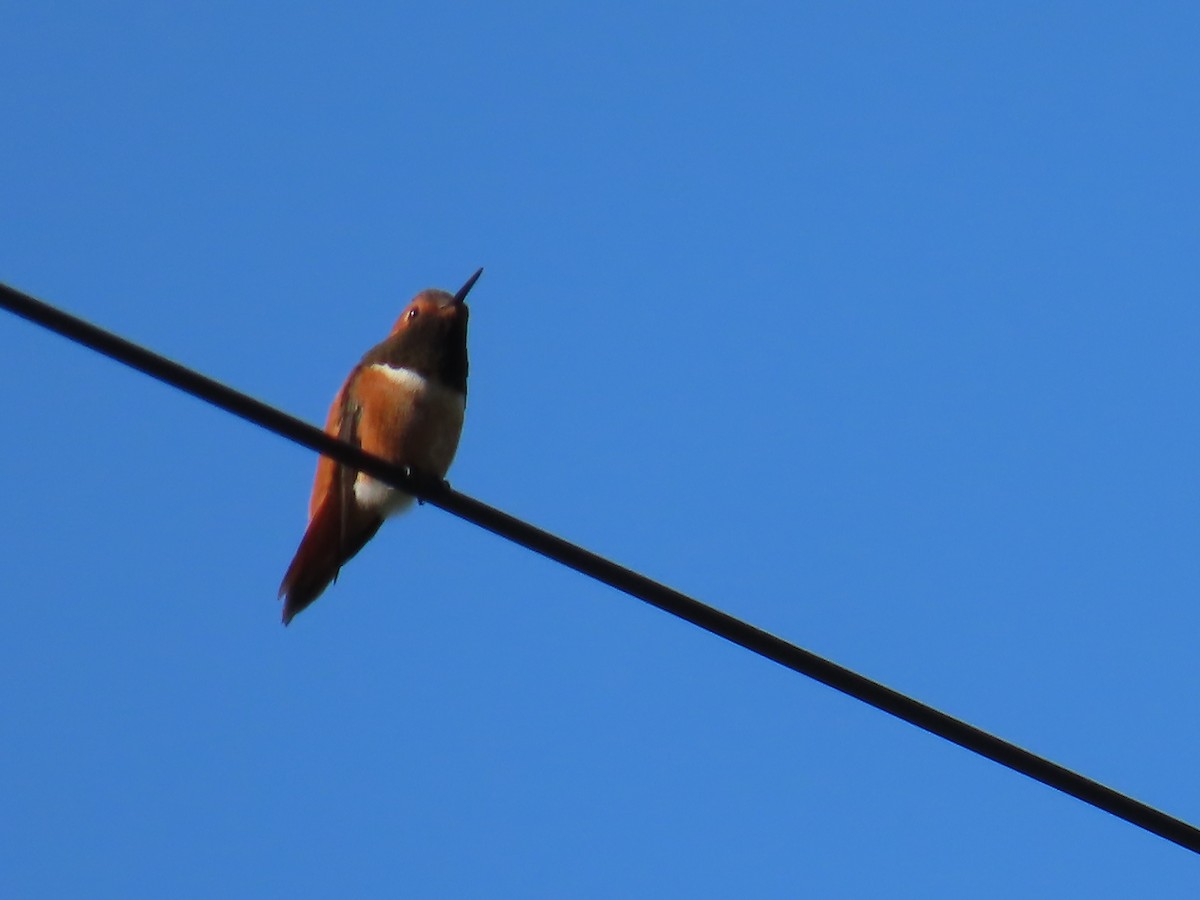 Rufous Hummingbird - ML560477501