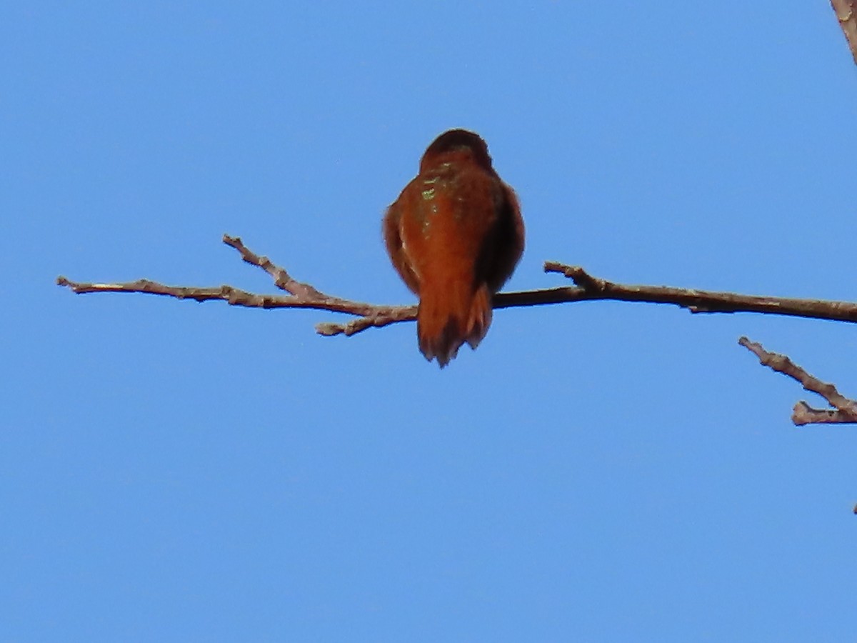 Rufous Hummingbird - ML560477511