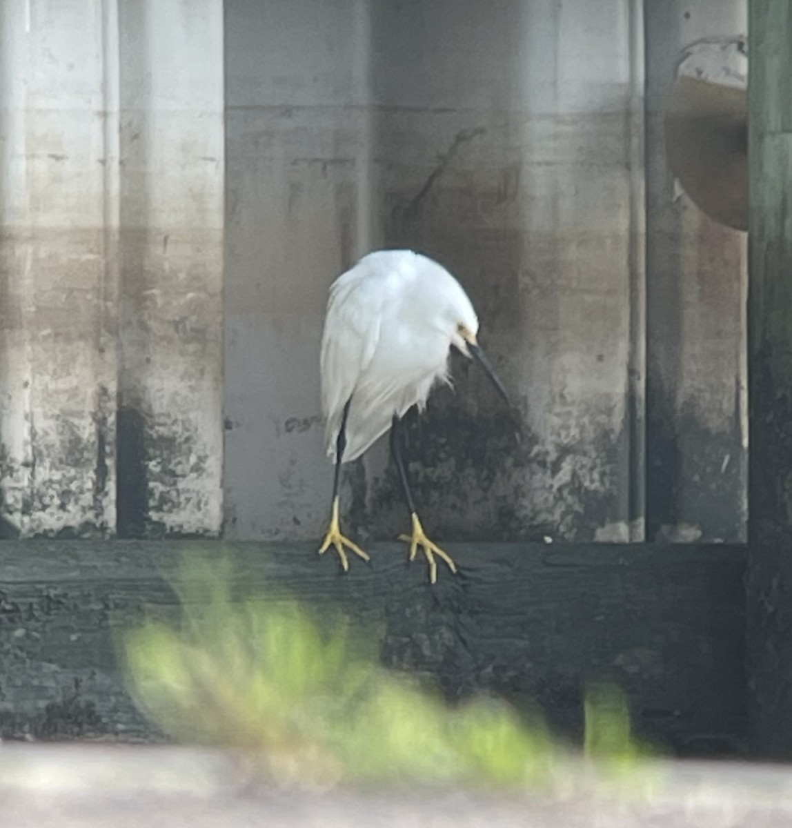 Snowy Egret - ML560477561