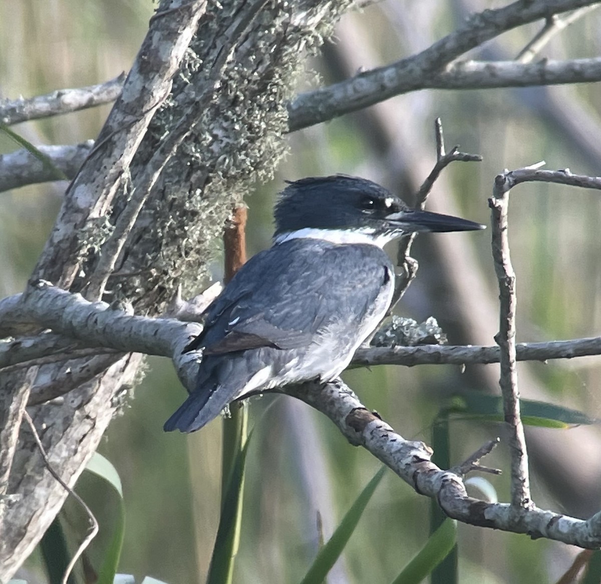 Belted Kingfisher - ML560477621