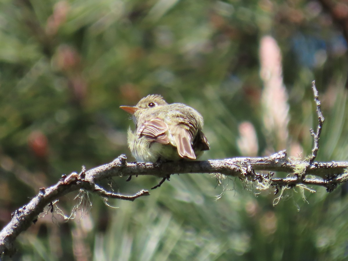 Western Flycatcher (Pacific-slope) - ML560477671