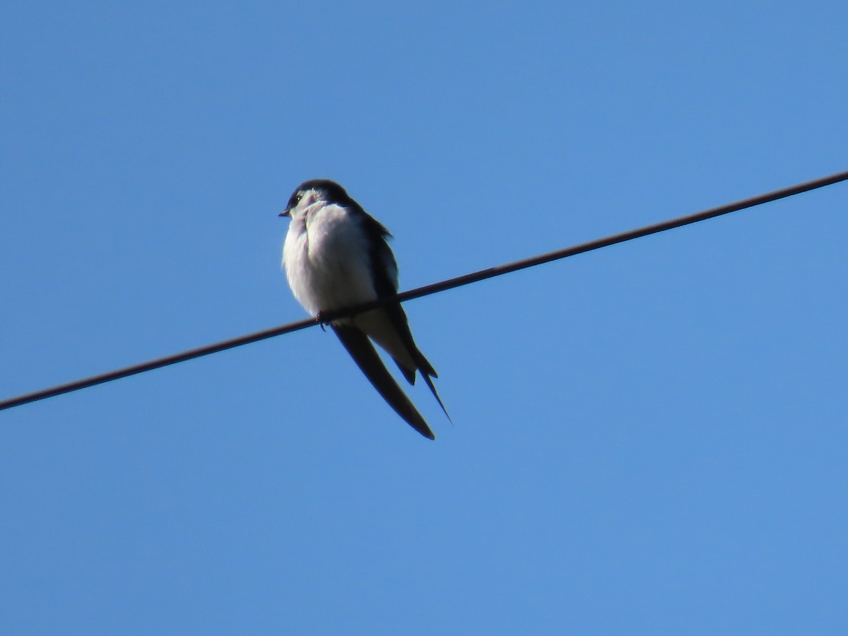 Violet-green Swallow - Elizabeth Ferber