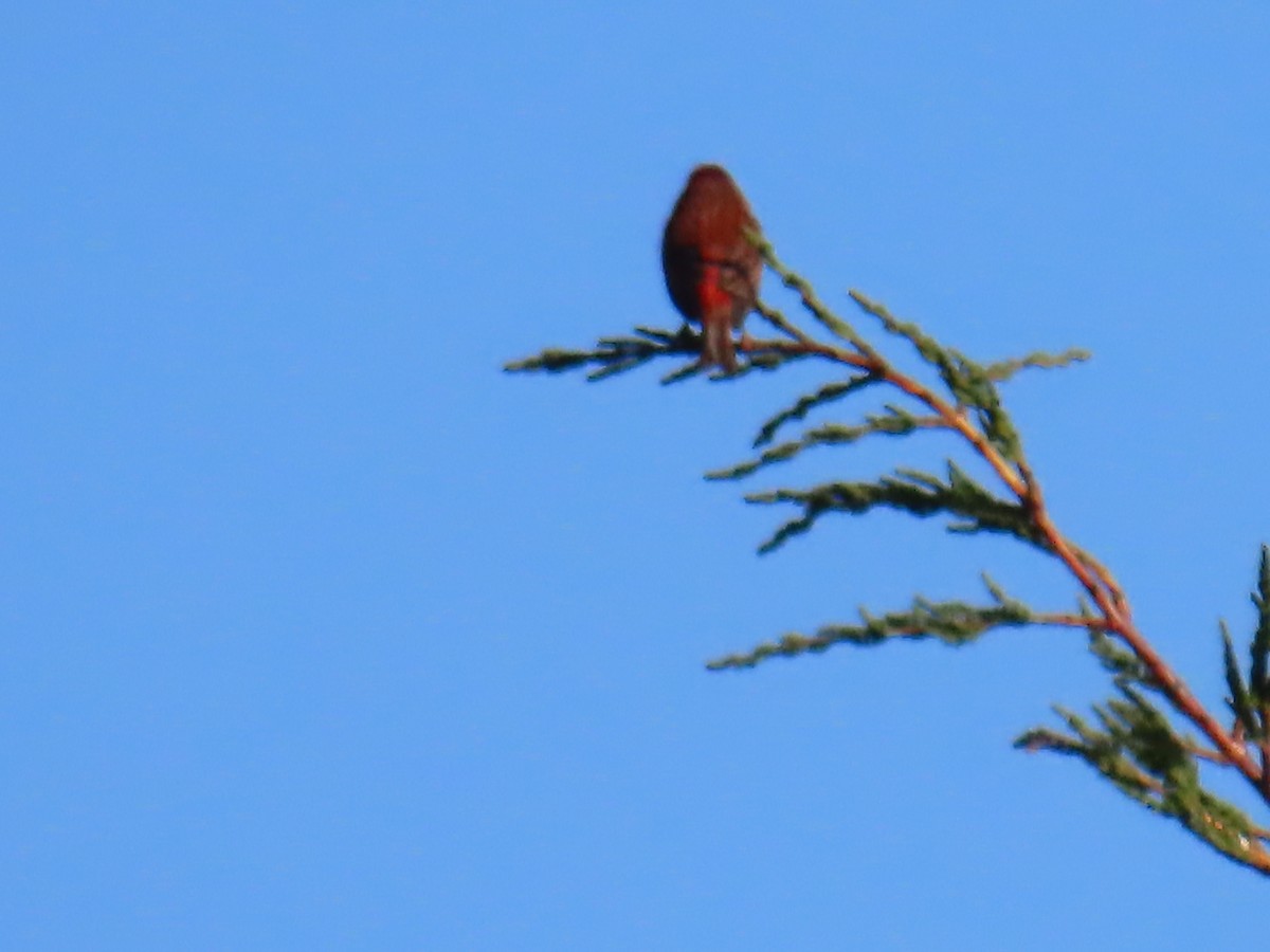 Purple Finch - Elizabeth Ferber