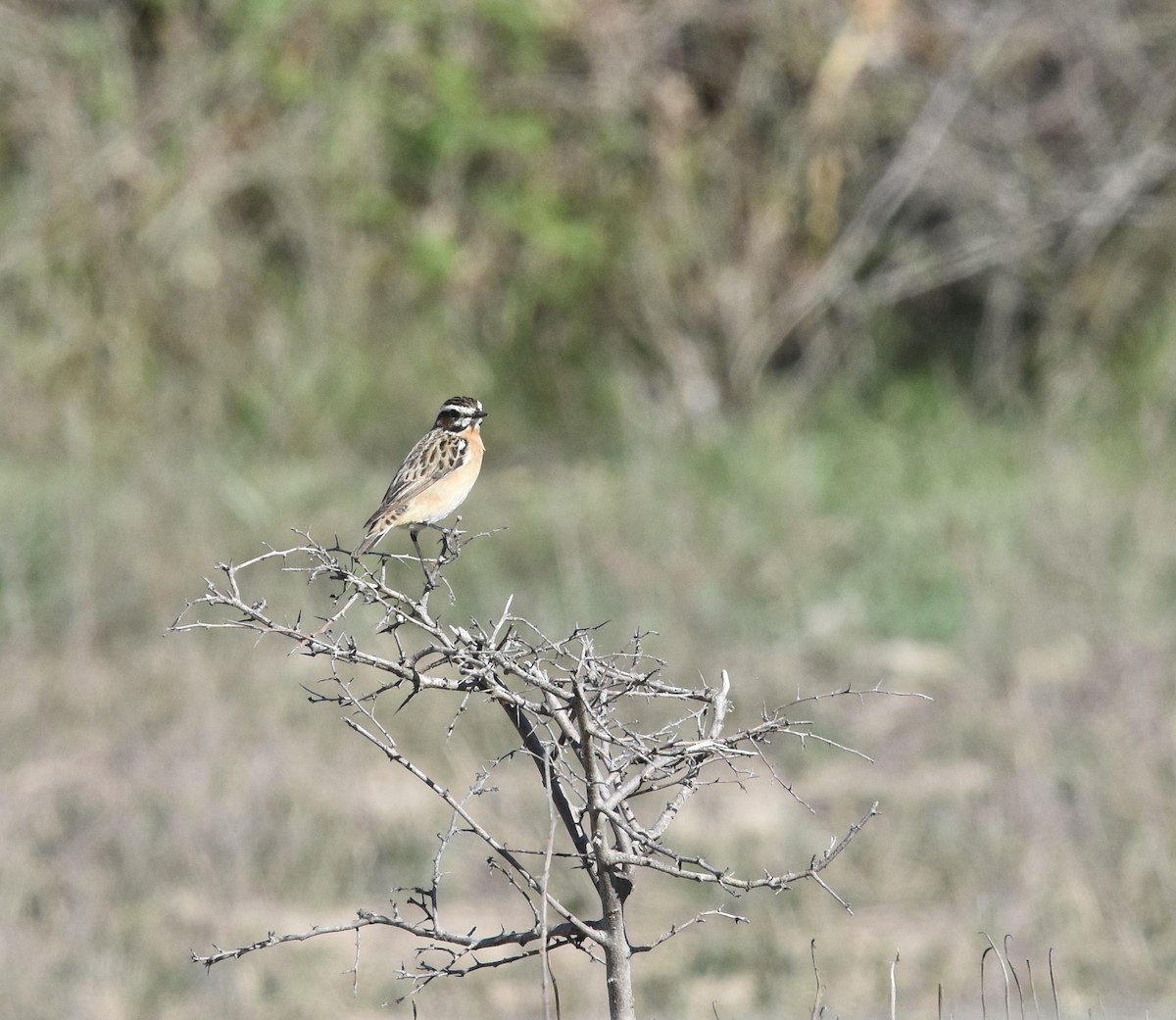 Whinchat - ML560478591
