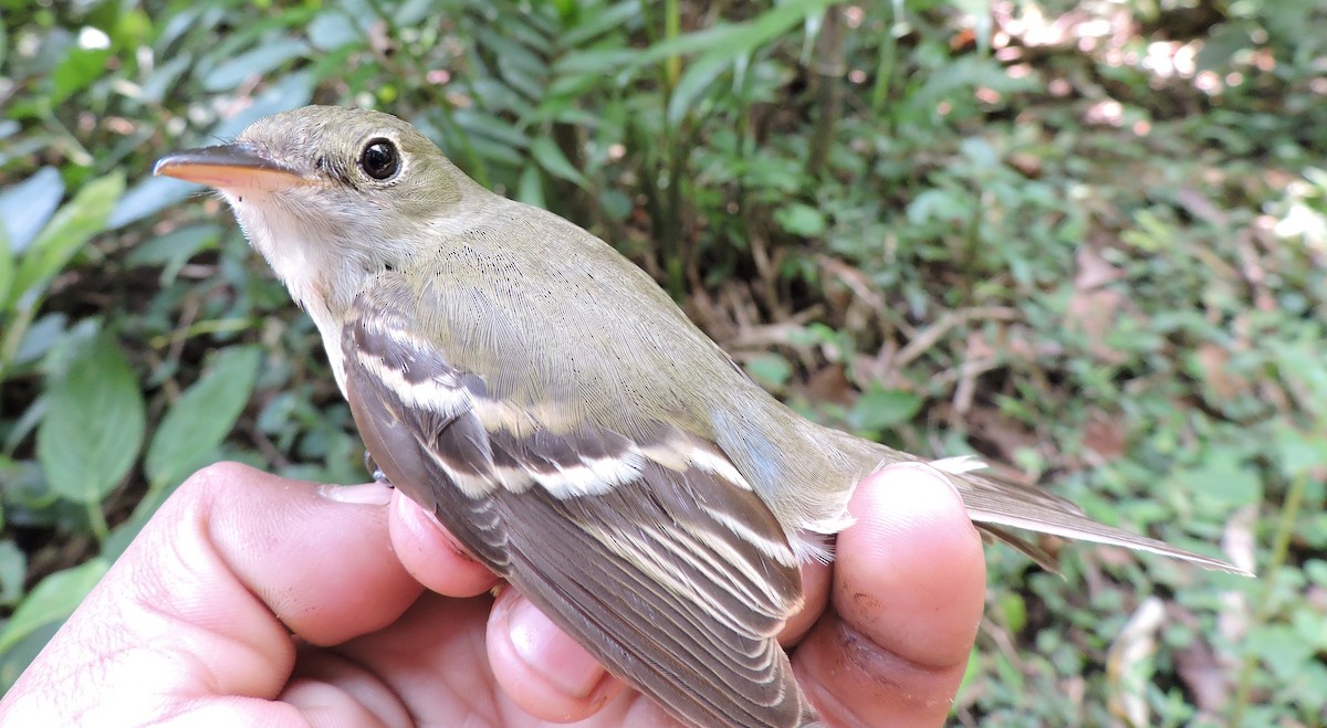 Acadian Flycatcher - ML56048131