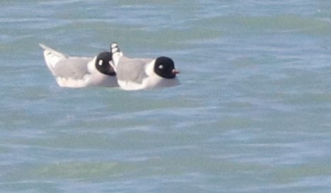 Franklin's Gull - ML560482421