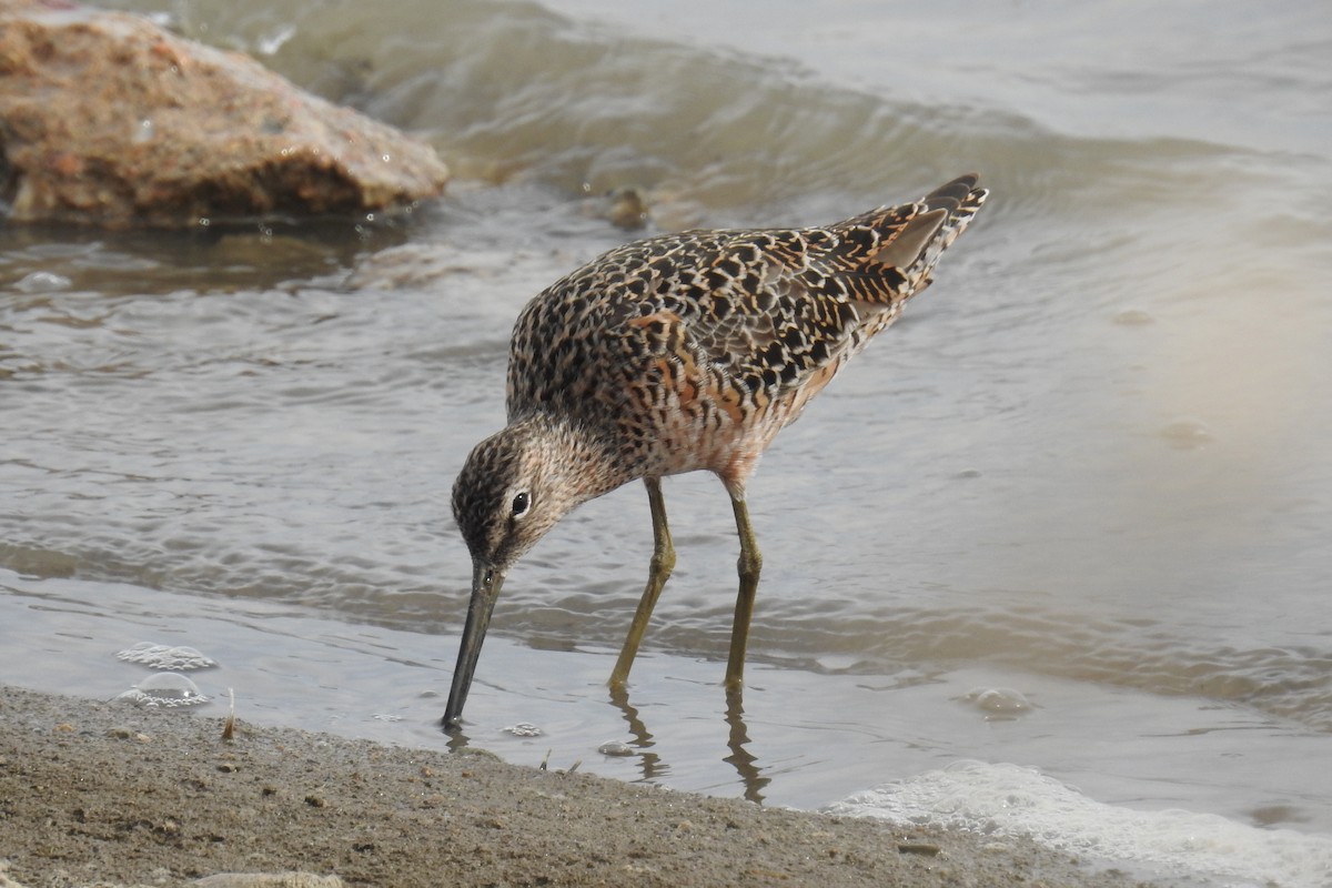 Long-billed Dowitcher - ML560482841