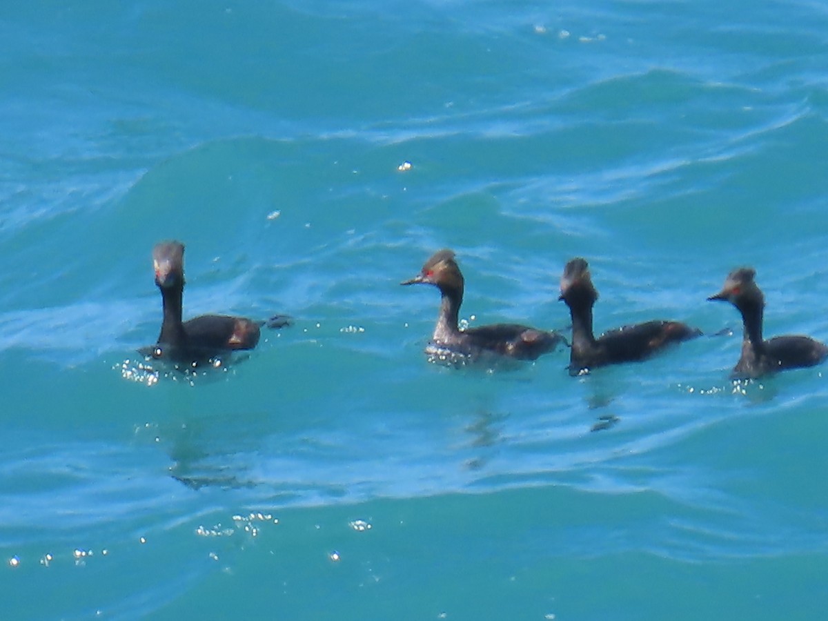 Eared Grebe - ML560482931