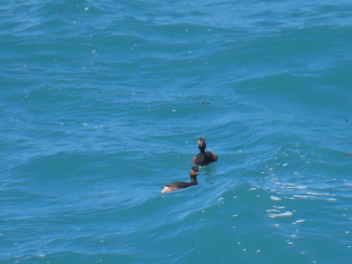 Eared Grebe - ML560482941