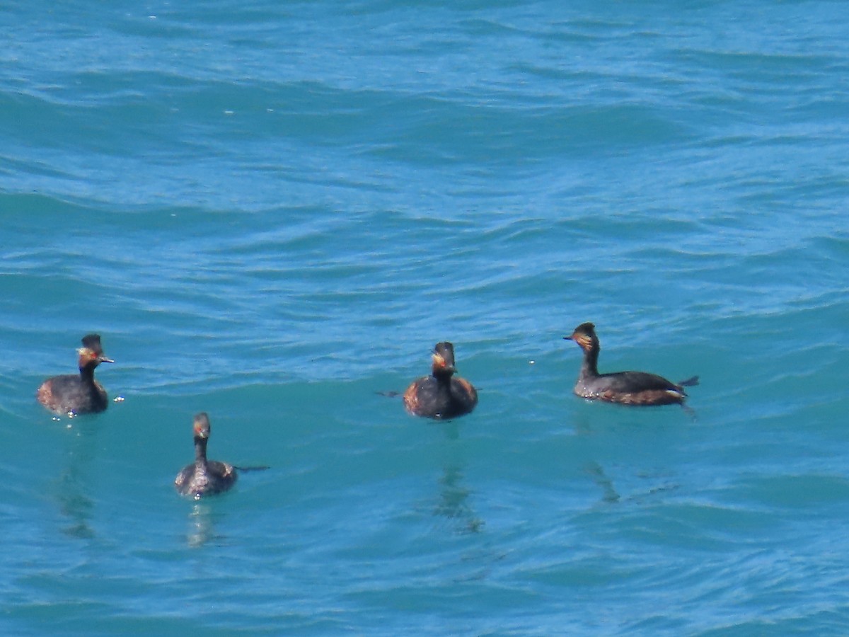 Eared Grebe - Elizabeth Ferber