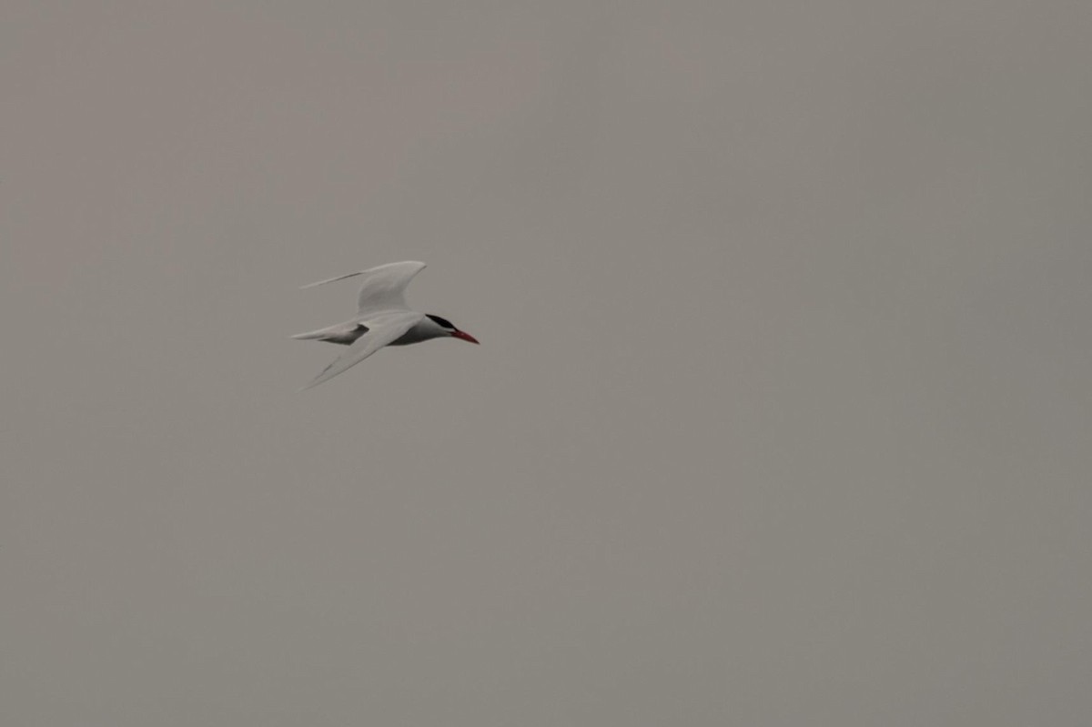 Caspian Tern - ML560483531