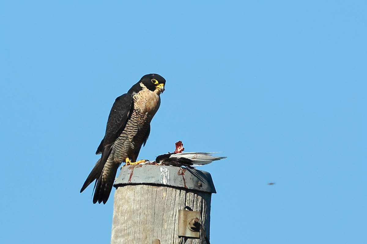 Peregrine Falcon - Michael Rutkowski