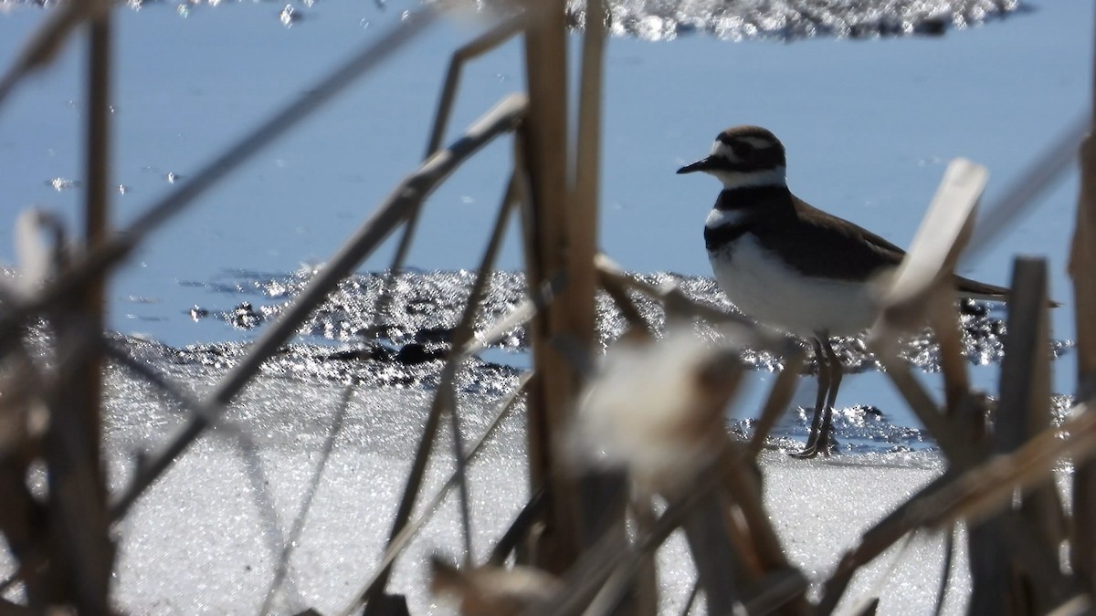 Killdeer - ML560485391